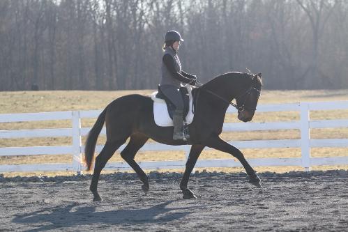 Oldenburg stallion for sale